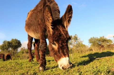 Donkey close up Stock Photos