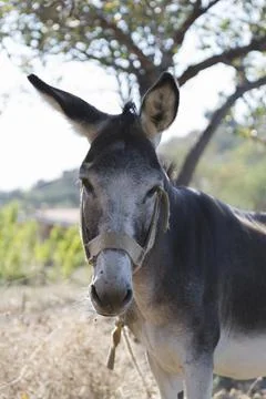 Donkey close up Foto stock