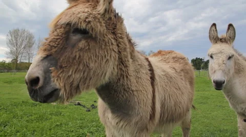 Donkey close view Stock Footage 880000