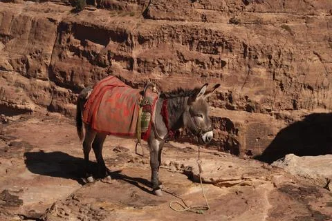 Donkey close to the view point of the high place of sacrifice trail, Petra, J Stock Photos