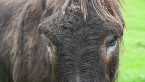 Donkey, closeup on Face and Eyes. Slow Motion. Stock Footage 346077474