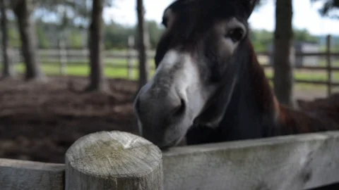 A Donkey Comes Close to the Camera 스톡 동영상 89141300