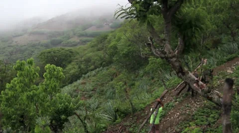 Donkey on Countryside Stock Footage 9199670
