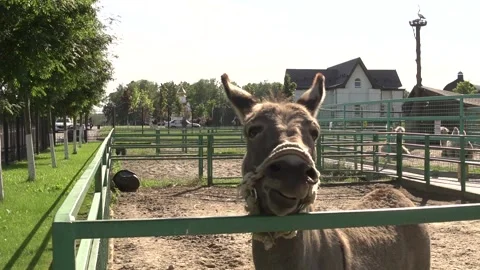A donkey is cracking at us standing around the animal septic tank outside in the Stock Footage 133839424
