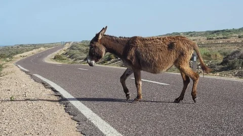 Donkey Crossing The Road Morocco Shore Line Stock Footage