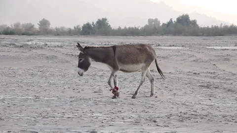 Donkey cruelty Stock Footage 201942442