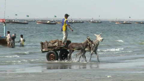 Donkey cruelty Stock Footage 202126752
