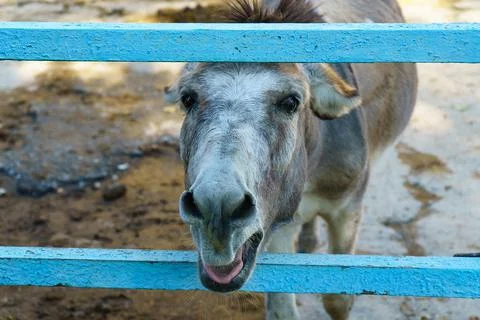 Donkey cry in the zoo Stock Photos