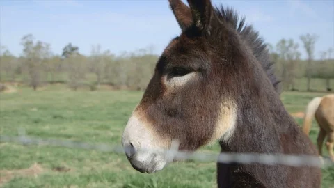 Donkey CU Stock Footage 88155966