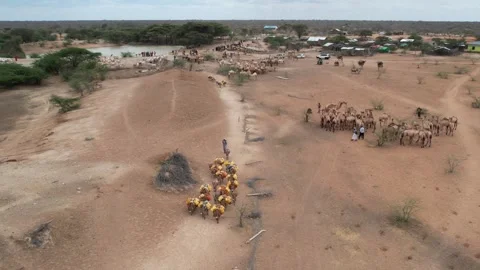 Donkey curing water drone short Video stock 281060458