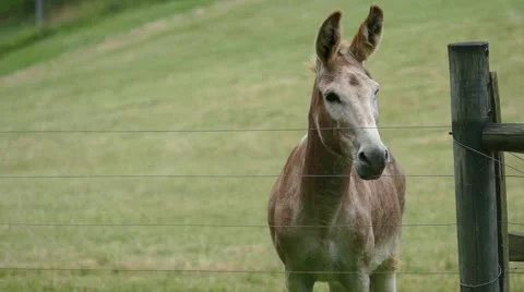 Donkey days Stock Footage 53278214