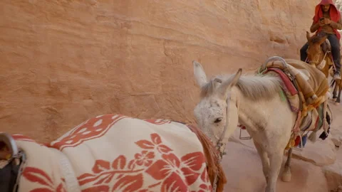 Donkey Desert Bedouin Video stock 214354736
