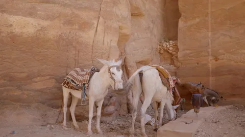 Donkey Desert Video stock 214353628