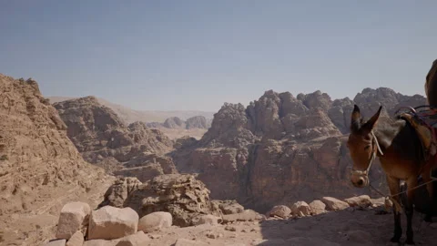 Donkey Desert Stock Footage 214354211