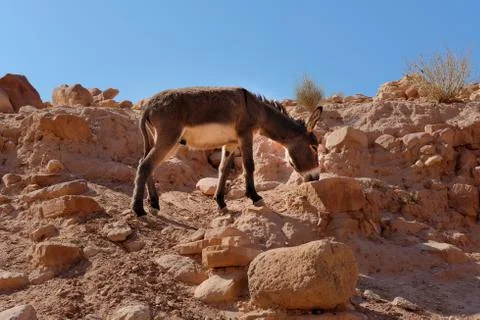 A donkey on a deserts sandstone rocks on a sunny day Stock Photos