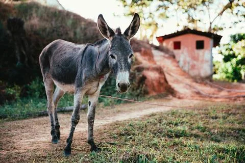 Donkey on dirt road Stock Photos