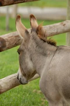 Donkey Dreams 스톡 사진