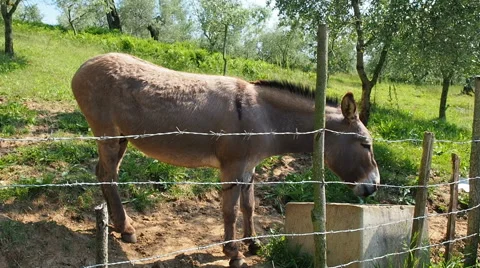 Donkey drinking water Stock Footage 63424333