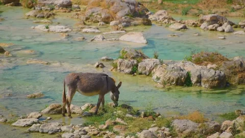 Donkey Drinking Water from a Natural Stream in the Rocky Landscape of East Salal Stock Footage 324768938