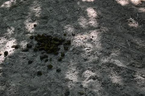 Donkey droppings on soil Stockfoto's
