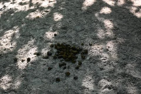 Donkey droppings on soil Fotos Stock