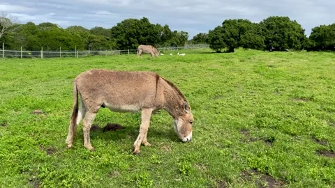 Donkey eaiting grass in a field Stock Footage 181480742