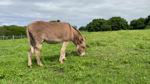 Donkey eaiting grass in a field Stock Footage 181485692