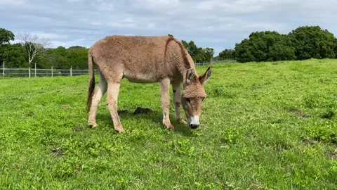 Donkey eaiting grass in a field Stock Footage 181485885