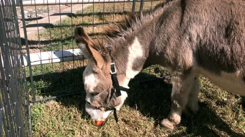 Donkey Eating Apple Stock Footage 163077393
