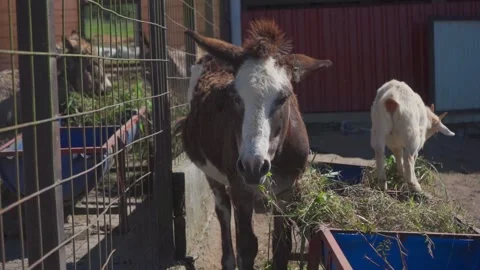 Donkey Eating in the Countryside  Stock Footage 293740501