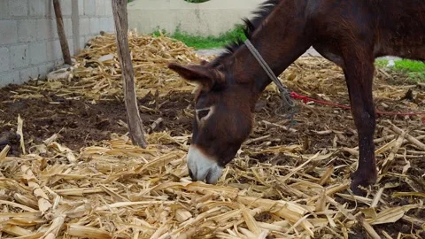 Donkey eating dried corn leaves Close up shot of its snout and teeth Stock Footage 280218989