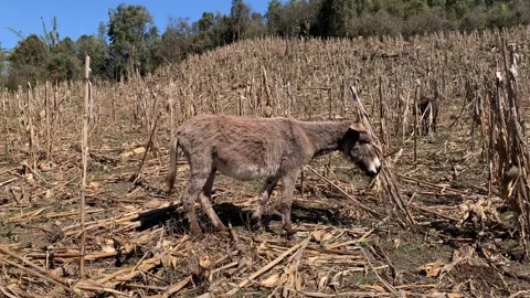 Donkey eating dried plant. Stock Footage 244331636