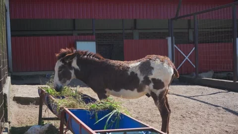 Donkey Eating at the Farm Stock Footage 293667358