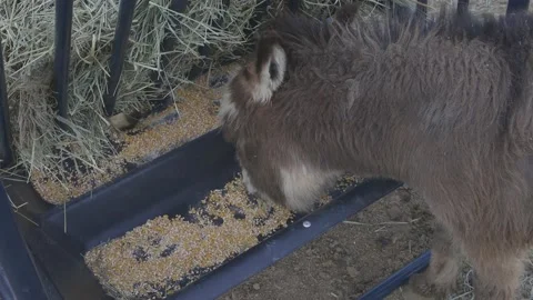 Donkey eating feed Stock Footage 199132864