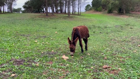 Donkey eating in a field Stock Footage 219743499