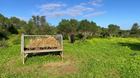 Donkey eating in a field Video stock 262857624