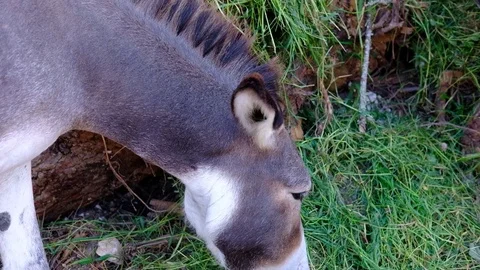 Donkey eating Stock Footage 85063603