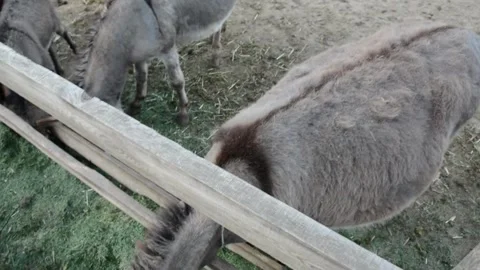 Donkey eating fresh grass from a feeding trough on a farm Видео 341152713