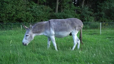 Donkey eating grass (4k) Video stock 78368921
