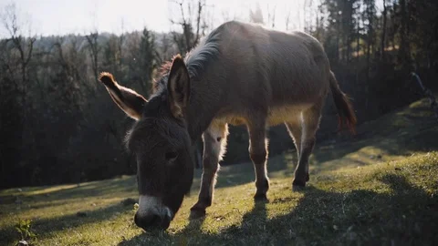 Donkey eating grass on the field with sunset Stock Footage 105223527