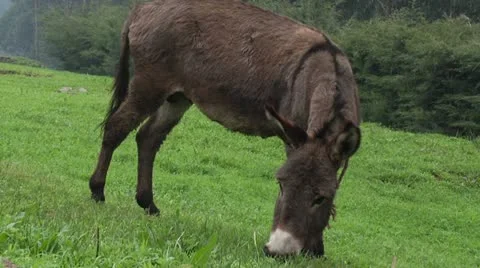 Donkey Eating Grass Stock Footage 22323252
