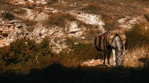 Donkey Eating Grass 스톡 동영상 70775208