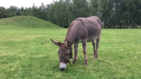 Donkey is eating grass 库存影片 83048930