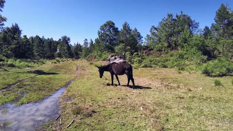 Donkey eating grass Видео 228842896
