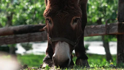 Donkey eating grass Video stock 233786273
