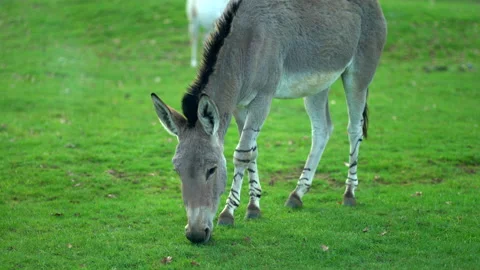 Donkey eating grass Video stock 237763845