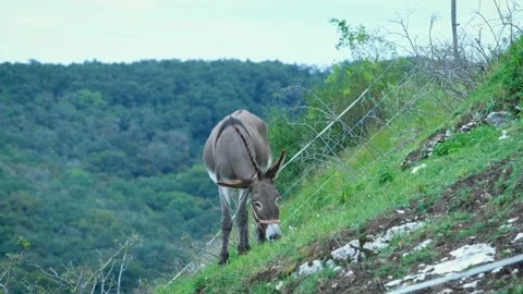 Donkey eating grass on hillside Stock Footage 249878411