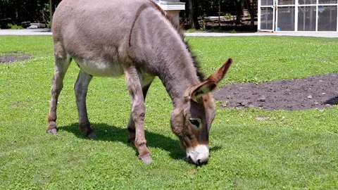 Donkey Eating Grass in Meadow Stock Footage 293209287