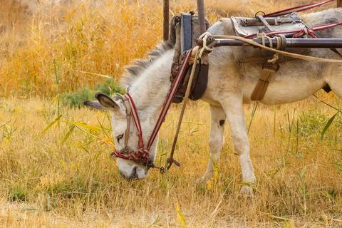 Donkey eating grass Stock Photos