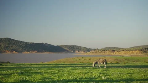 Donkey eating grass on sloping meadows with mountain nature. Animals grazing on Video stock 257607620